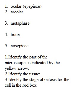 Lab Exam 1